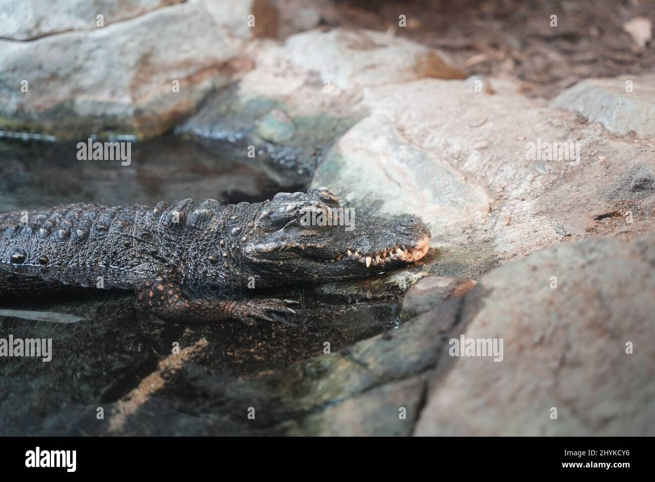 Animals waking up in the spring time from the Minnesota Zoo Stock Photo