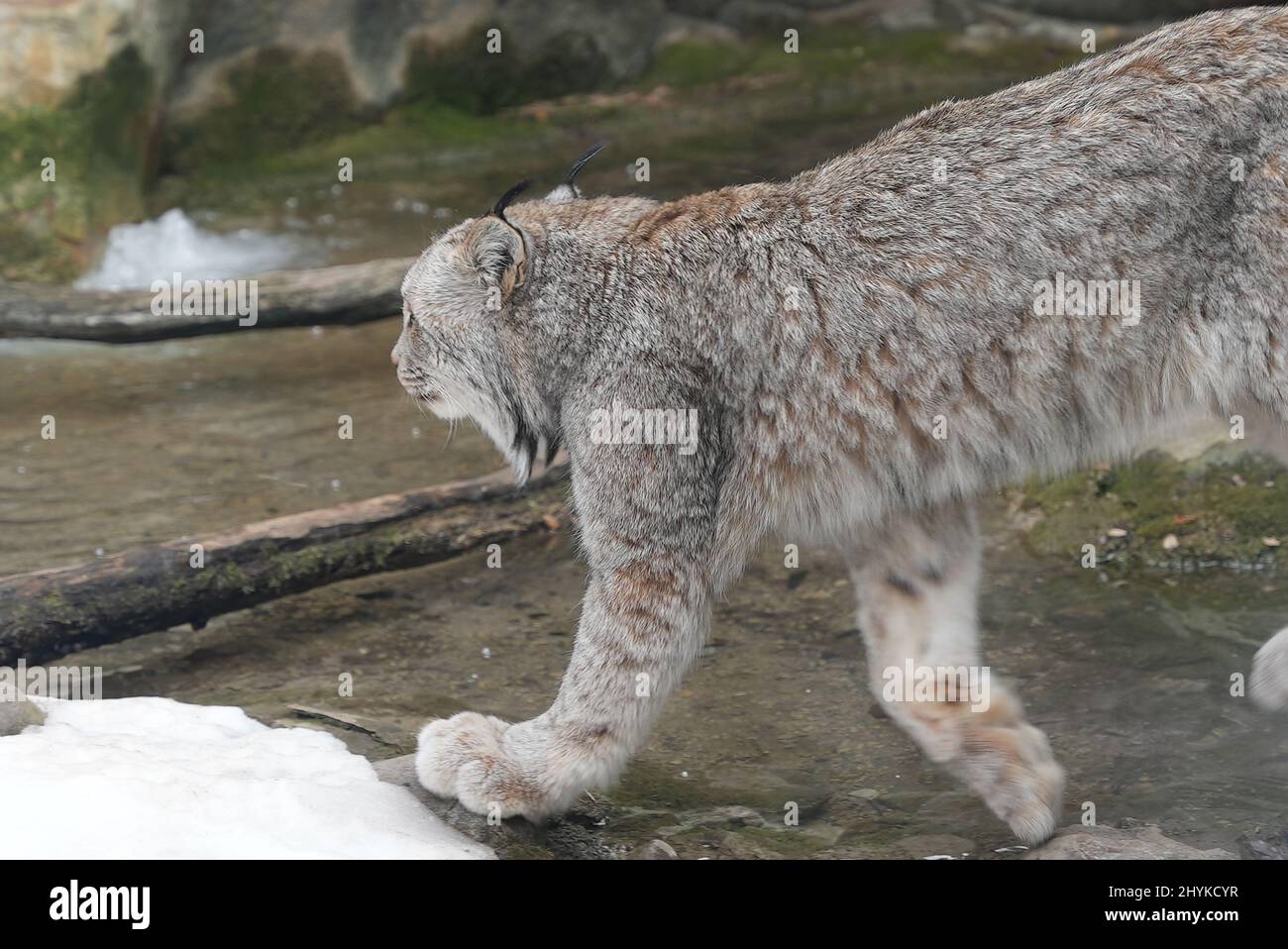 Zoo animals waking up hires stock photography and images Alamy