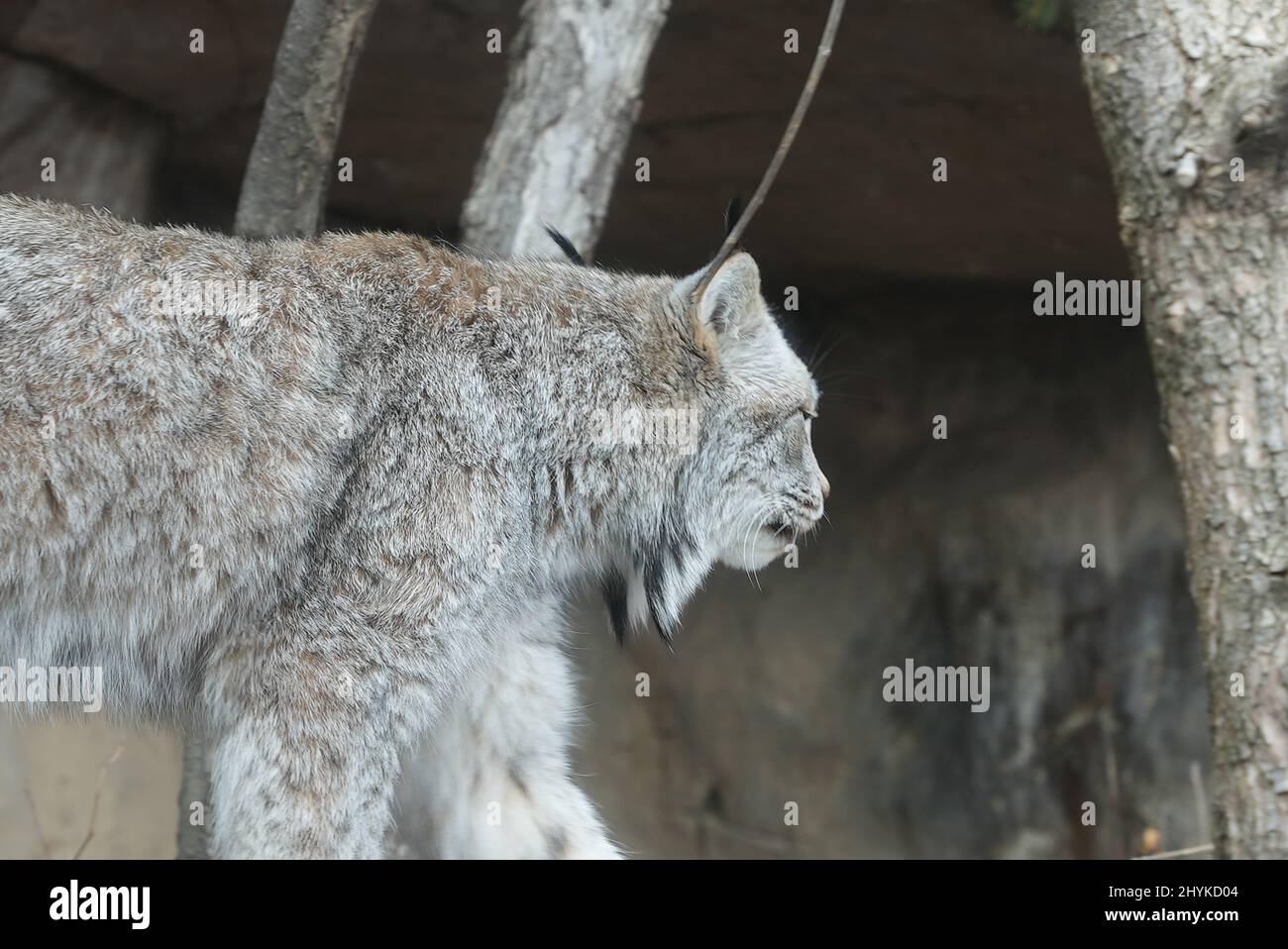 Zoo animals waking up hires stock photography and images Alamy