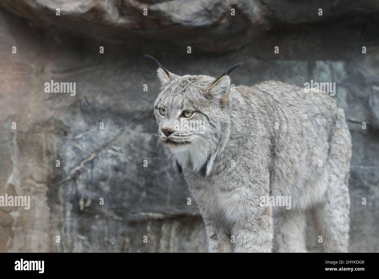 Zoo animals waking up hires stock photography and images Alamy