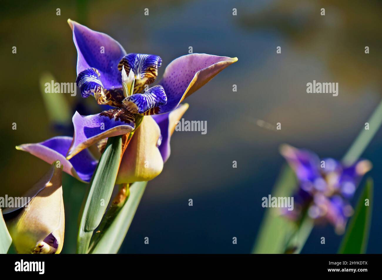 Walking Iris flower (Neomarica caerulea) on garden Stock Photo
