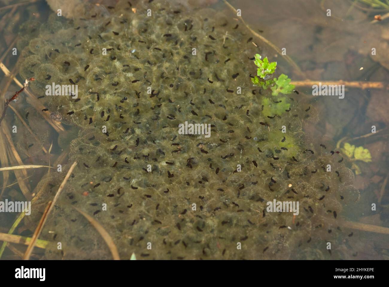 Common frog (Rana temporaria), spawn with young larvae, metamorphosis