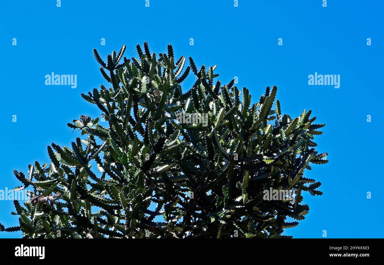 Mottled spurge or candelabra spurge (Euphorbia lactea) Stock Photo