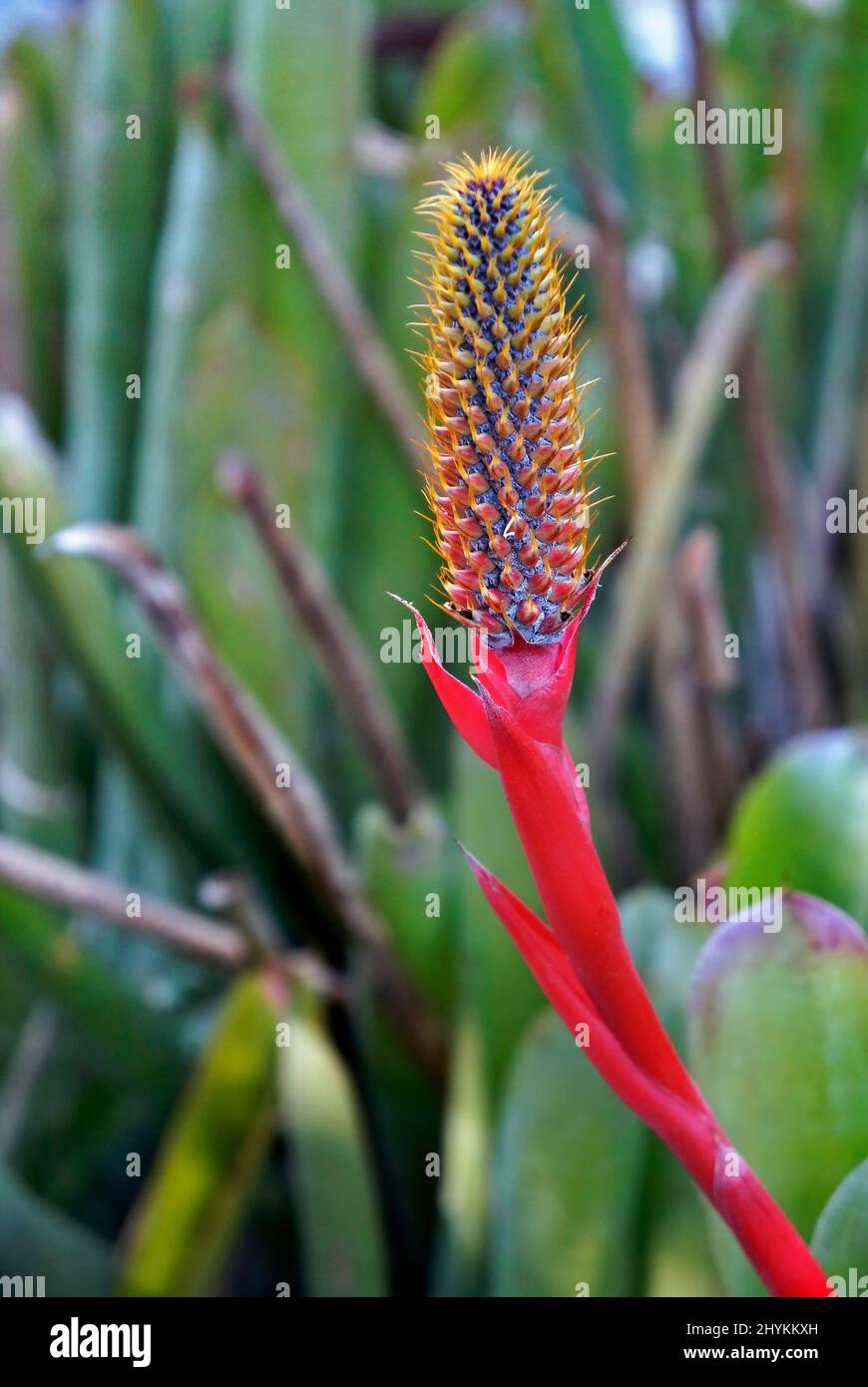 Bromeliad inflorescence on tropical garden Stock Photo