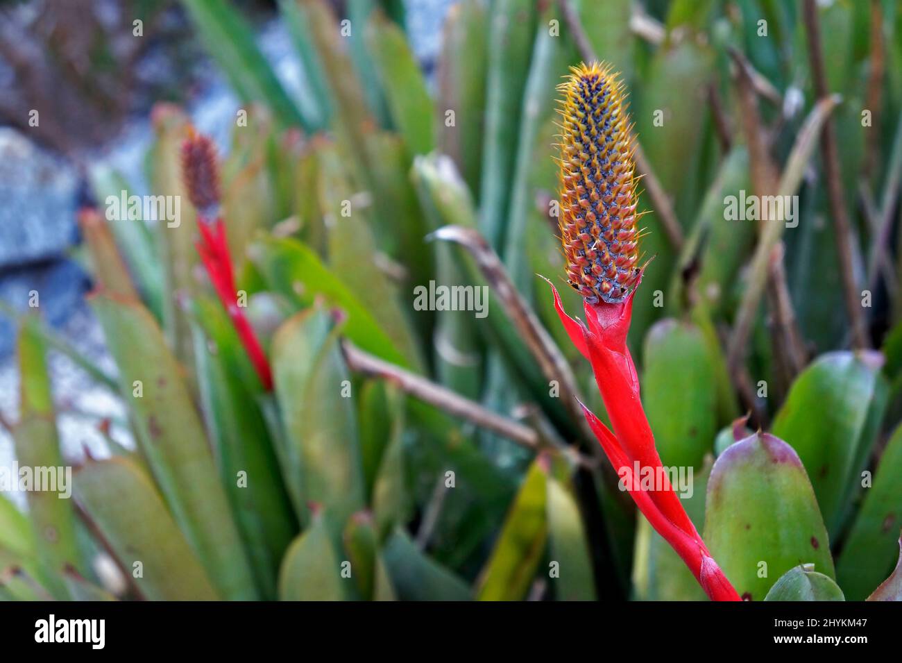 Bromeliad inflorescence on tropical garden Stock Photo