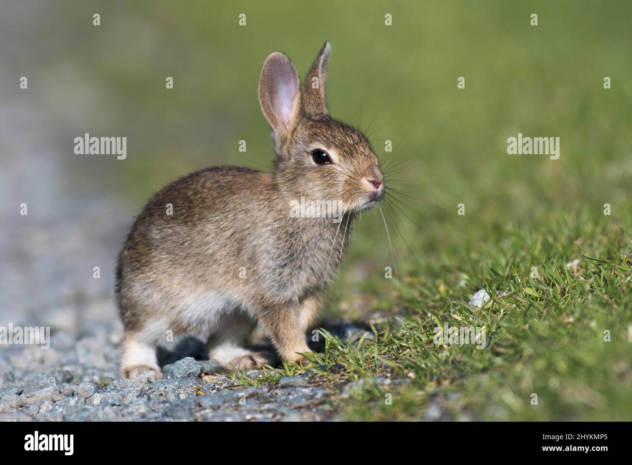 European rabbit (Oryctolagus cuniculus), juvenile, Wales, Great Britain ...