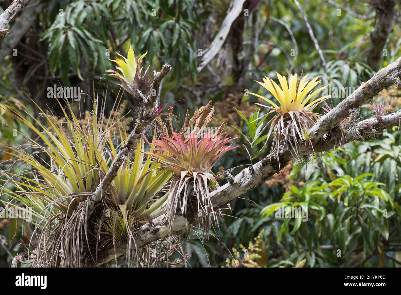 Epiphytes, Bromeliads (Bromelia), Parque Guanayara, Cuba Stock Photo