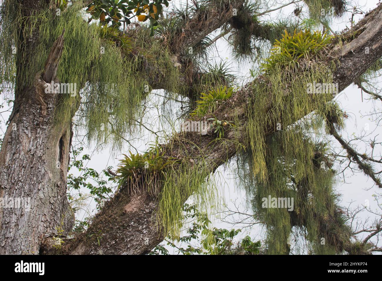 Epiphytes, Bromeliads (Bromelia) and ball mosses (Tillandsia), Parque Guanayara, Cuba Stock Photo