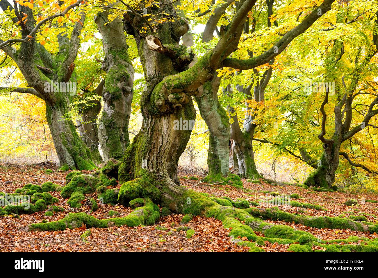 Knotty copper beech (Fagus sylvatica), Wood pasture beech, roots