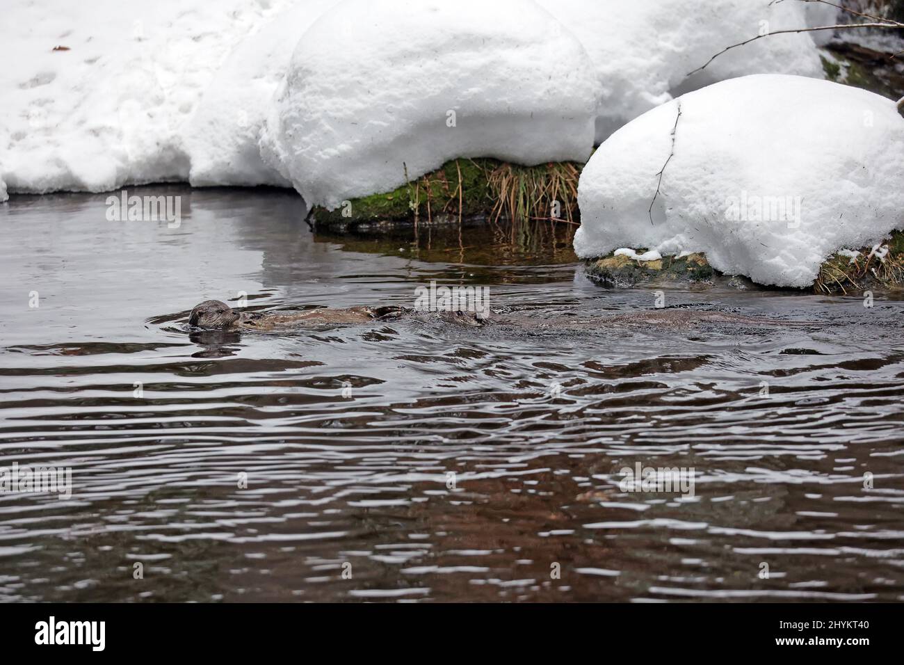 European otter (Lutra lutra), snow, swimming in water, National Park ...