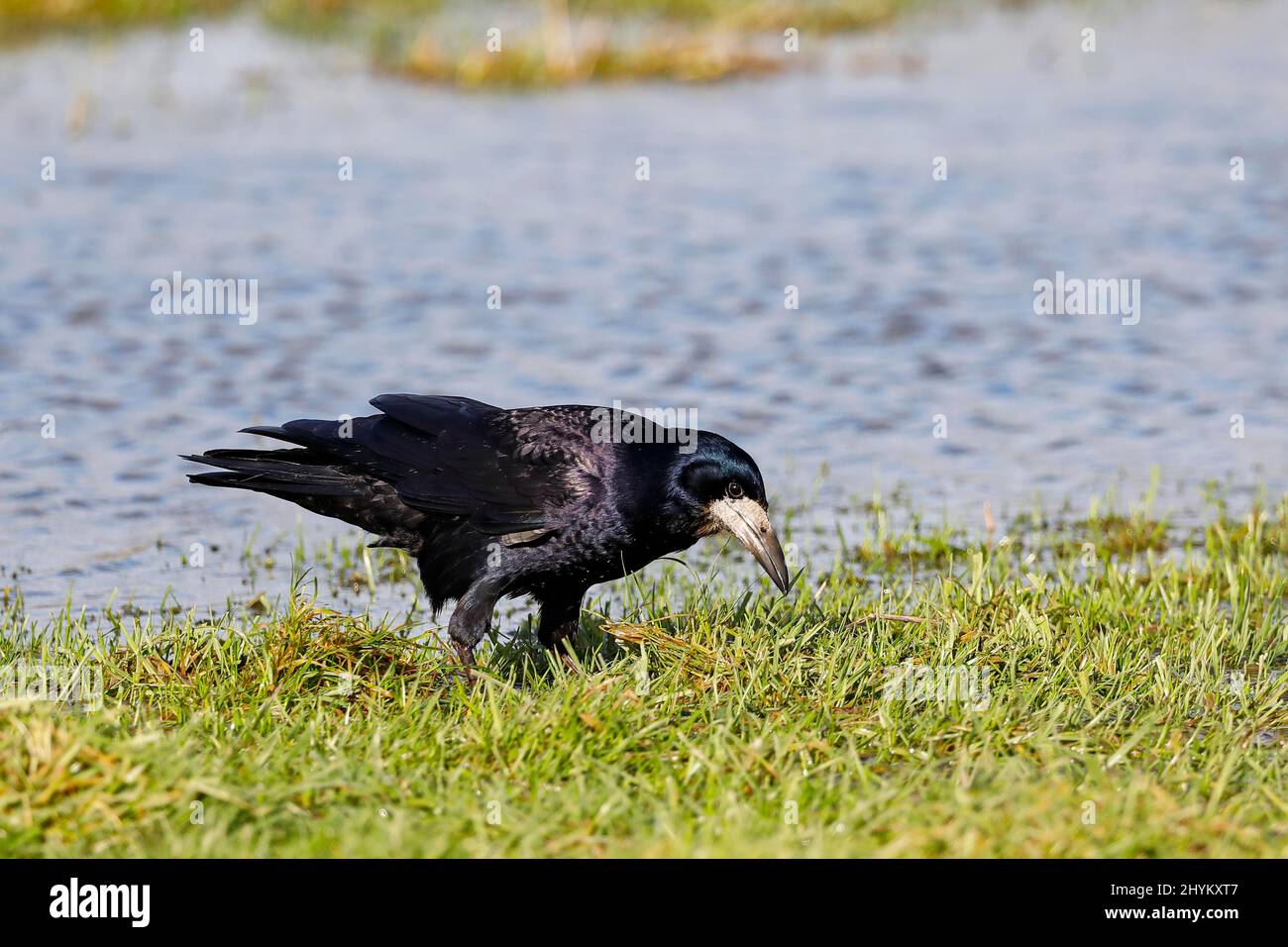 Rook (Corvus frugilegus), Schleswig-Holstein, Germany Stock Photo