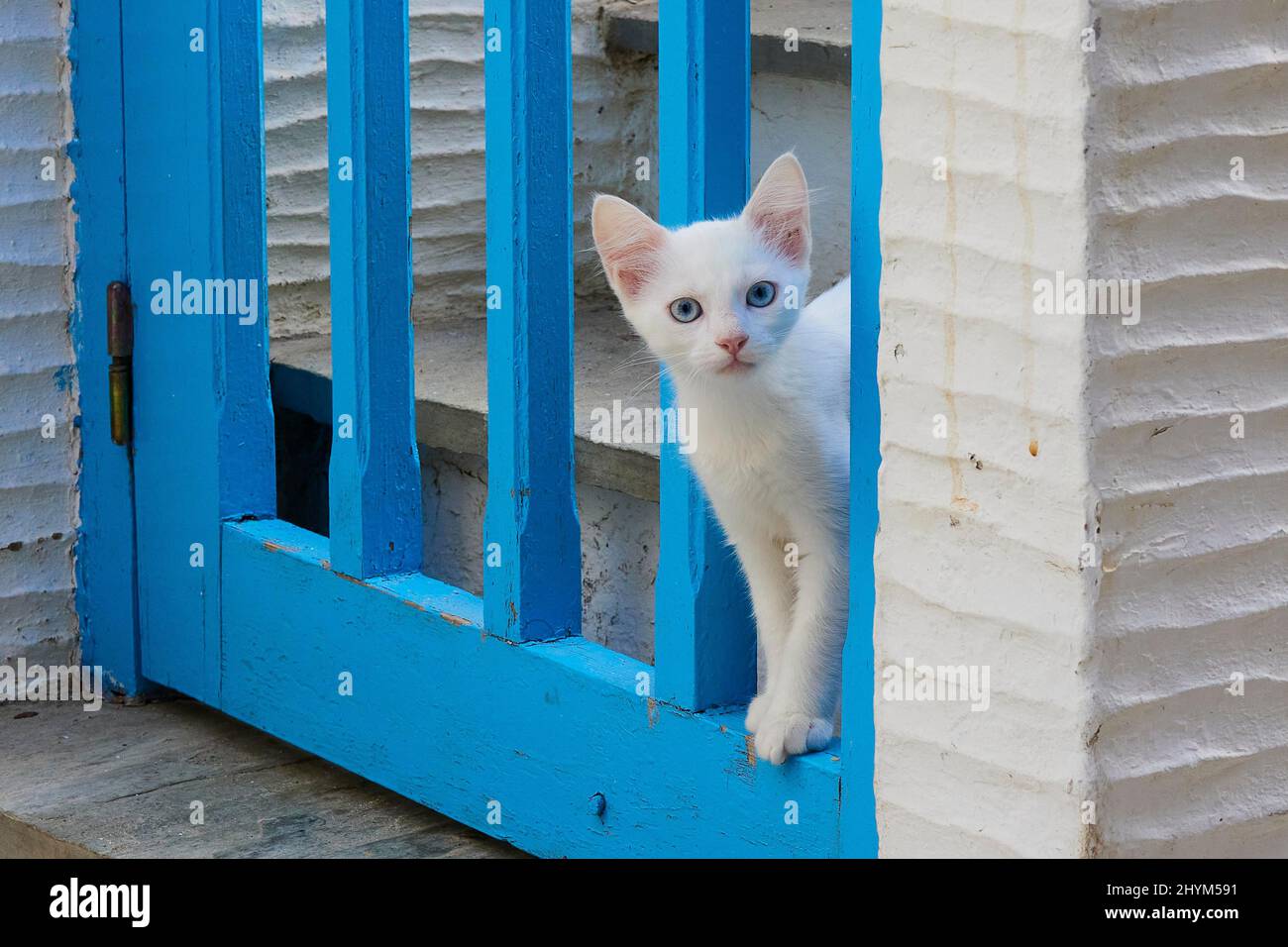 Felidae (Felis Catus) kitten, blue eyes, standing between the rafters of a wooden blue garden door, looking at the camera, Old Town of Andros Town Stock Photo
