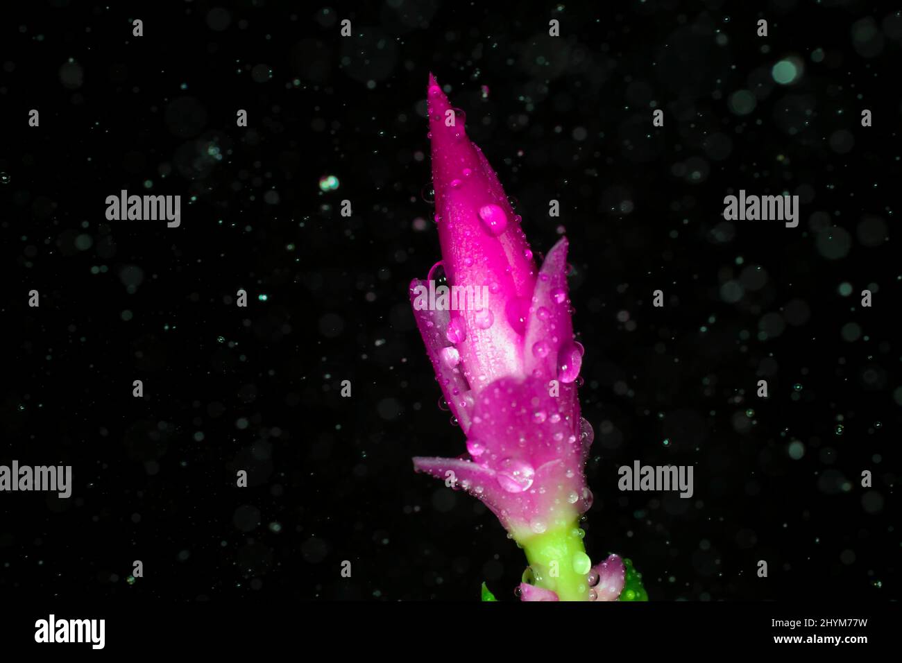 Red flower of a Schlumbergera with water drops and raindrops Stock