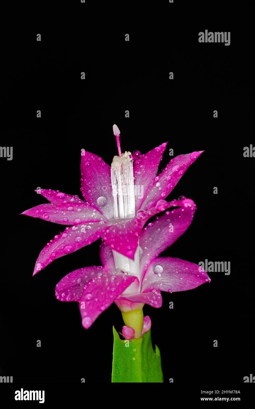 Red flower of a Schlumbergera with water drops Stock Photo Alamy