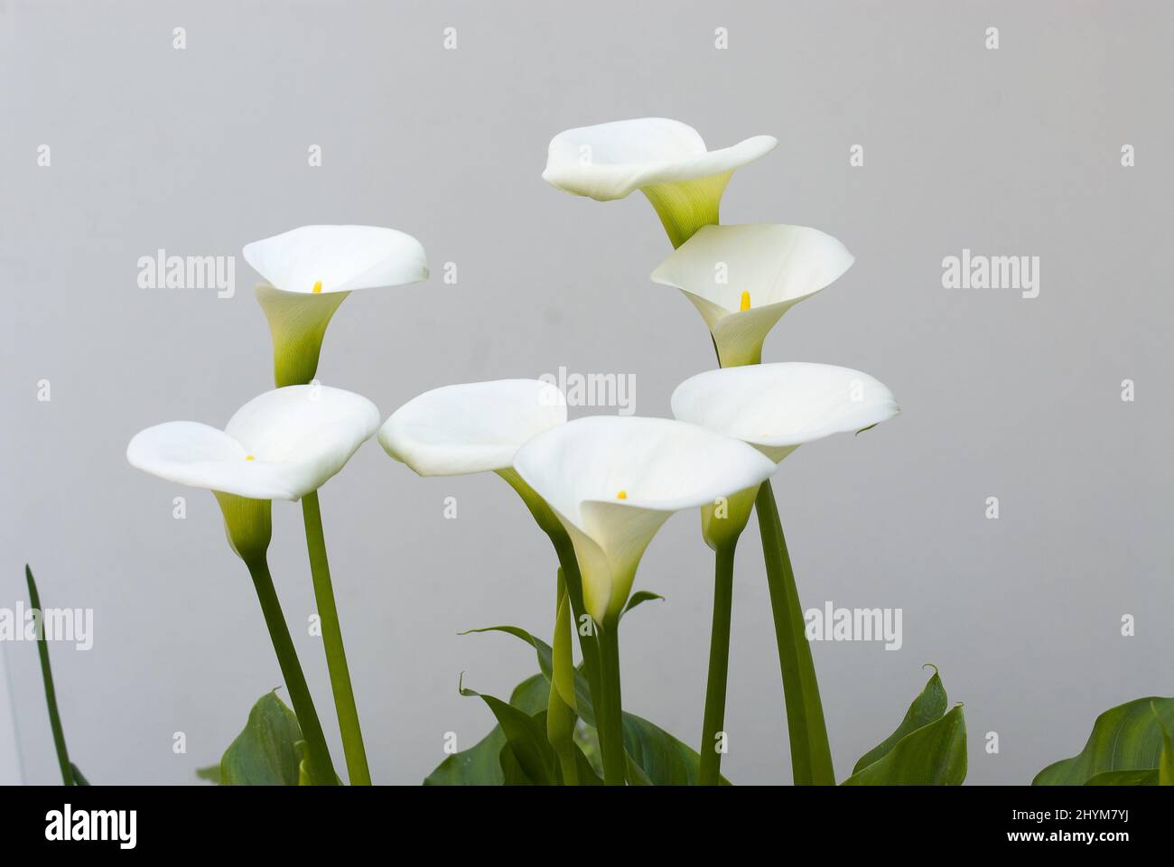 white Cala flowers in bloom against a neutral grey background Stock ...