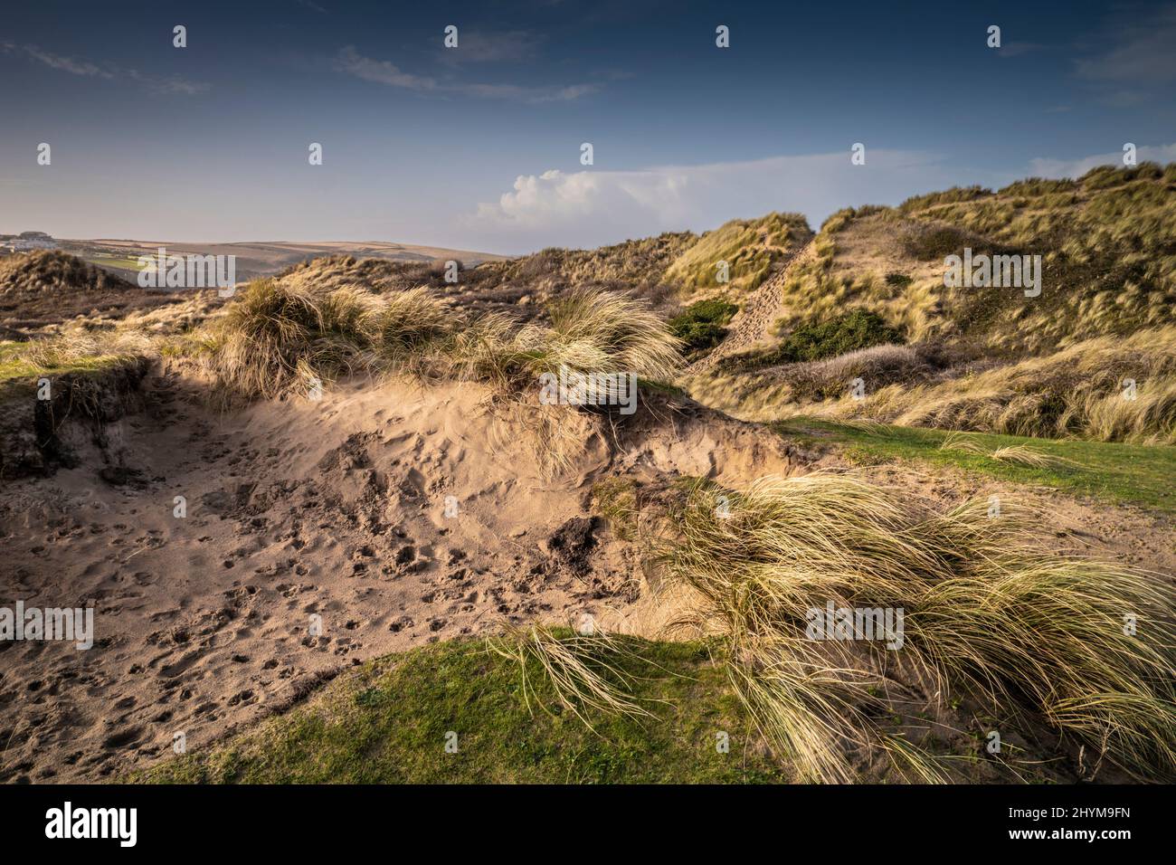 Evening light over severe damage the fragile delicate sand dune system at Rushy Green at Crantock Beach in Newquay in Cornwall. Stock Photo