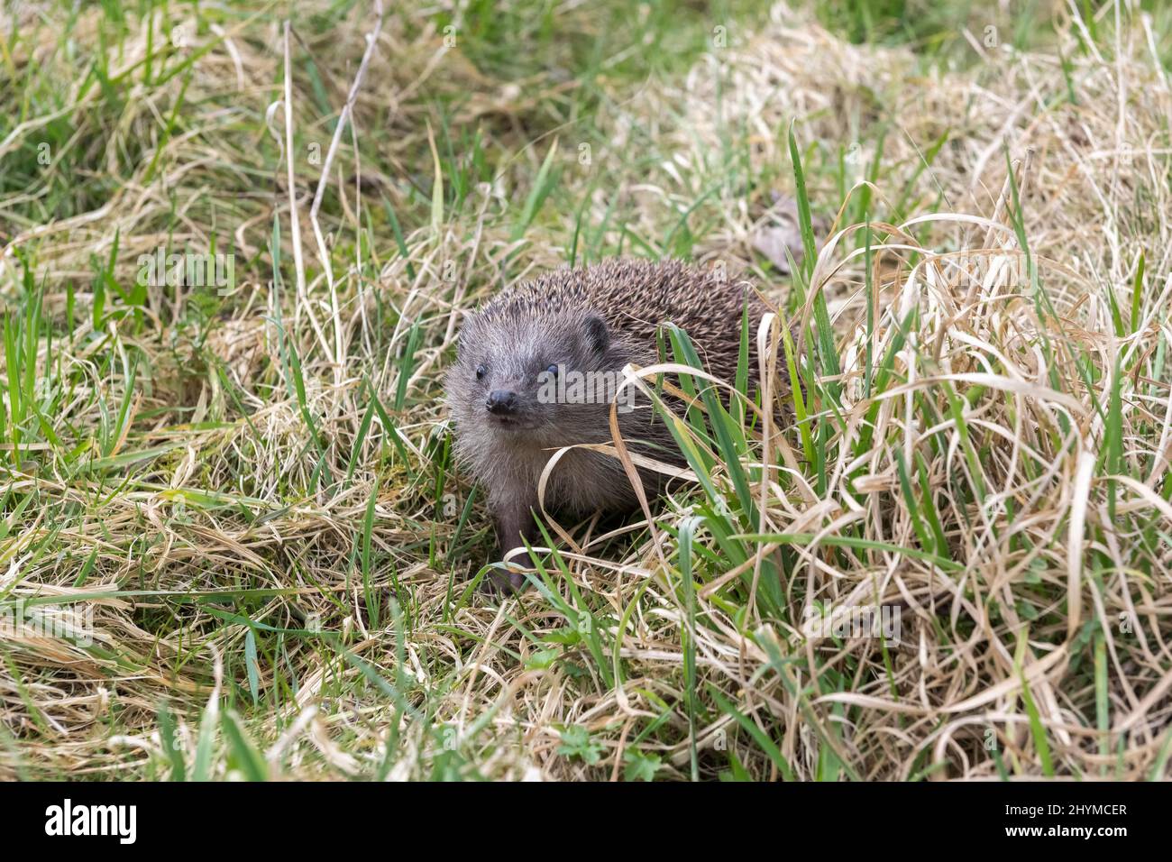 European hedgehog (Erinaceus europaeus), running in the grass, Baden-Wuerttemberg Stock Photo