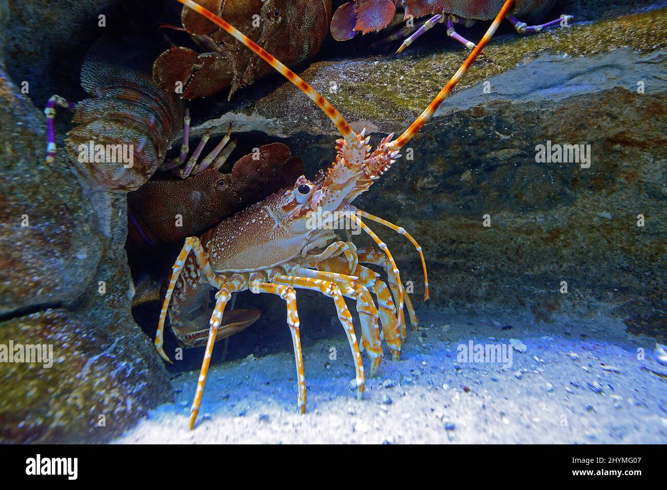 Natal Languste, Natal spiny lobster (Palinurus delagoae), in its hiding ...