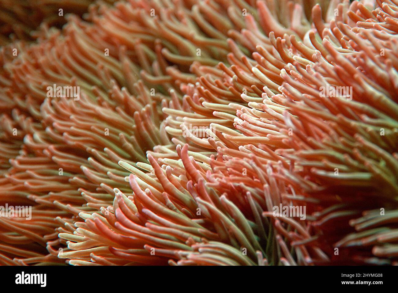 Sea Anemone (Stochiactis spec.), under water, section Stock Photo