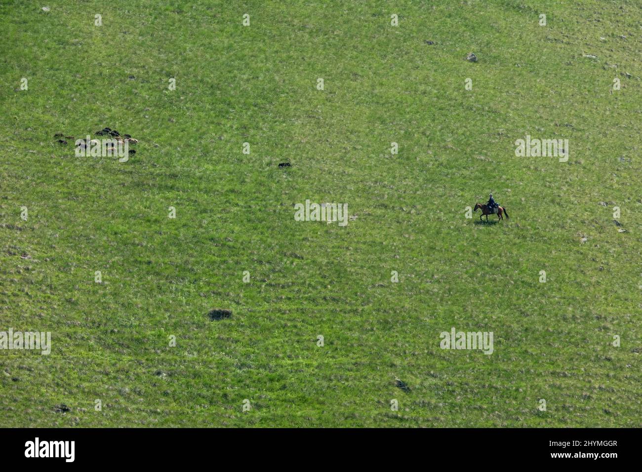 Shepherd and sheeps grazing on hills Stock Photo