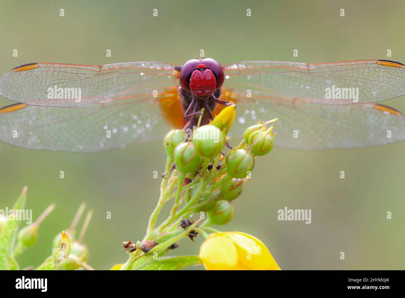 Broad Scarlet, Common Scarlet-darter, Scarlet Darter, Scarlet Dragonfly (Crocothemis erythraea, Croccothemis erythraea), male on flowerbuds, Germany, Stock Photo