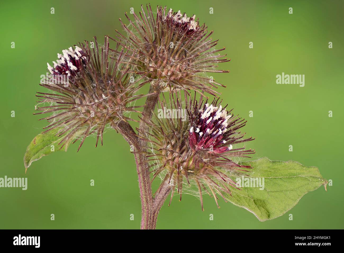 common burdock, lesser burdock (Arctium minus), blooming, Germany, Bavaria Stock Photo