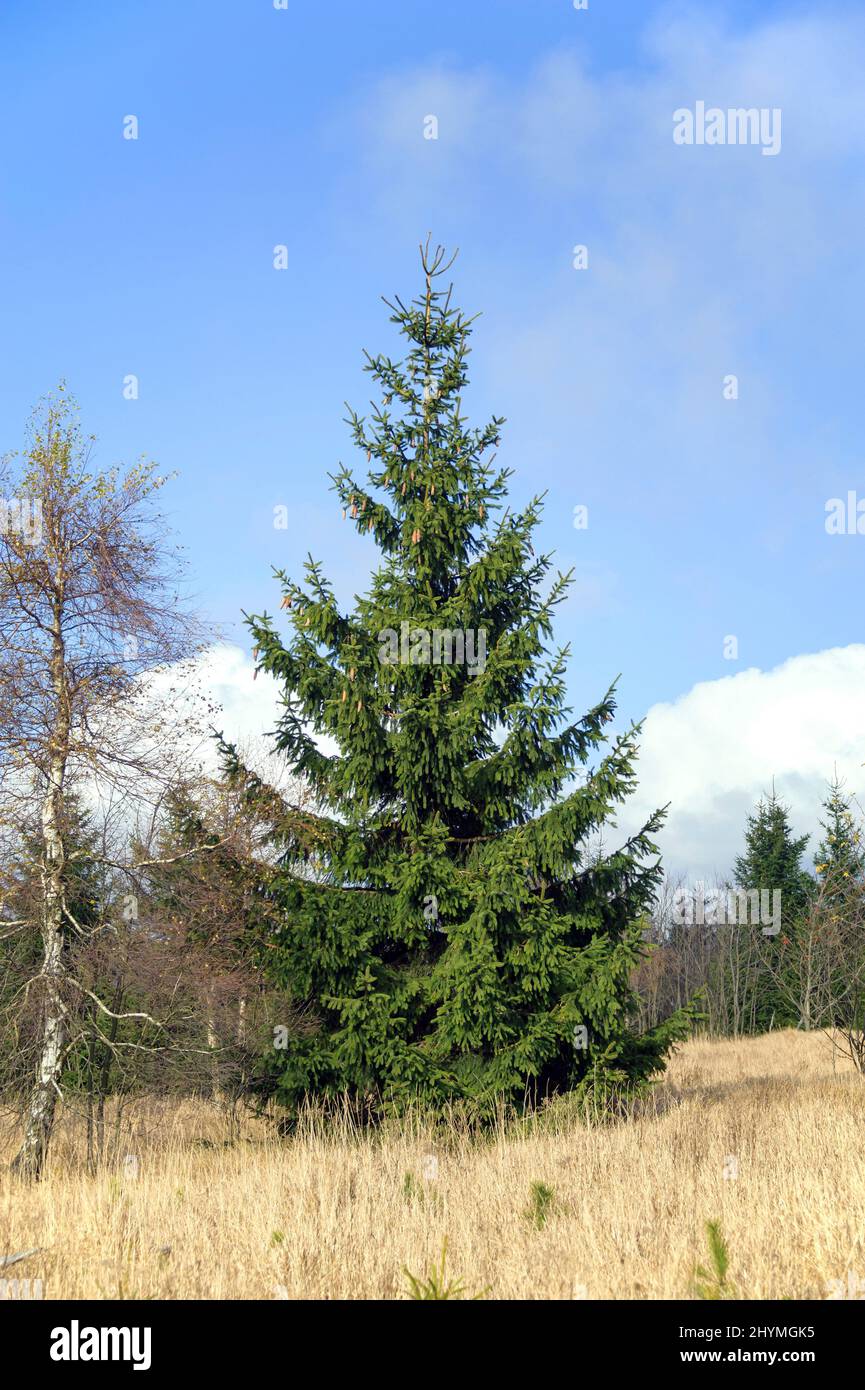 Norway spruce (Picea abies), habit, Germany, Saxony, Georgenfelder Hochmoor, Zinnwald-Georgenfeld Stock Photo