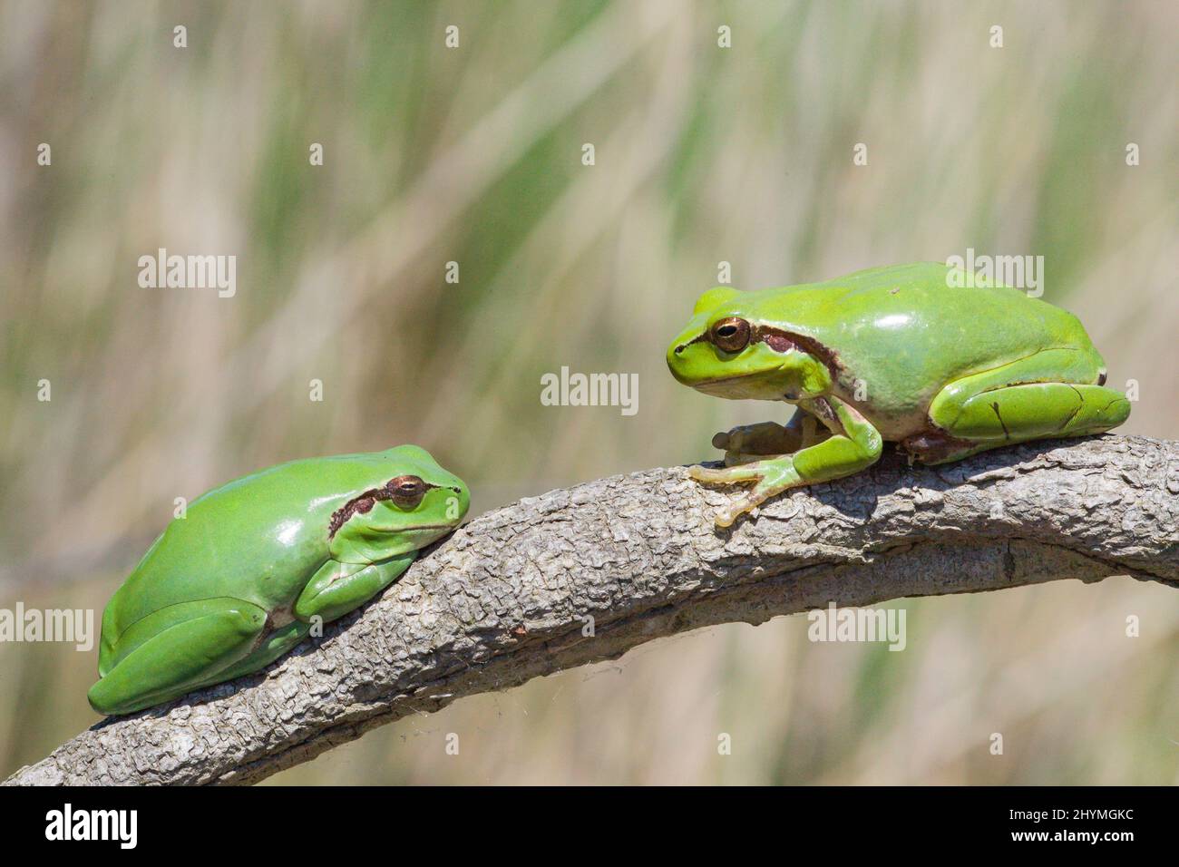 stripeless treefrog, Mediterranean treefrog (Hyla meridionalis), two stripeless treefrogs on a branch, Spain, Katalonia Stock Photo