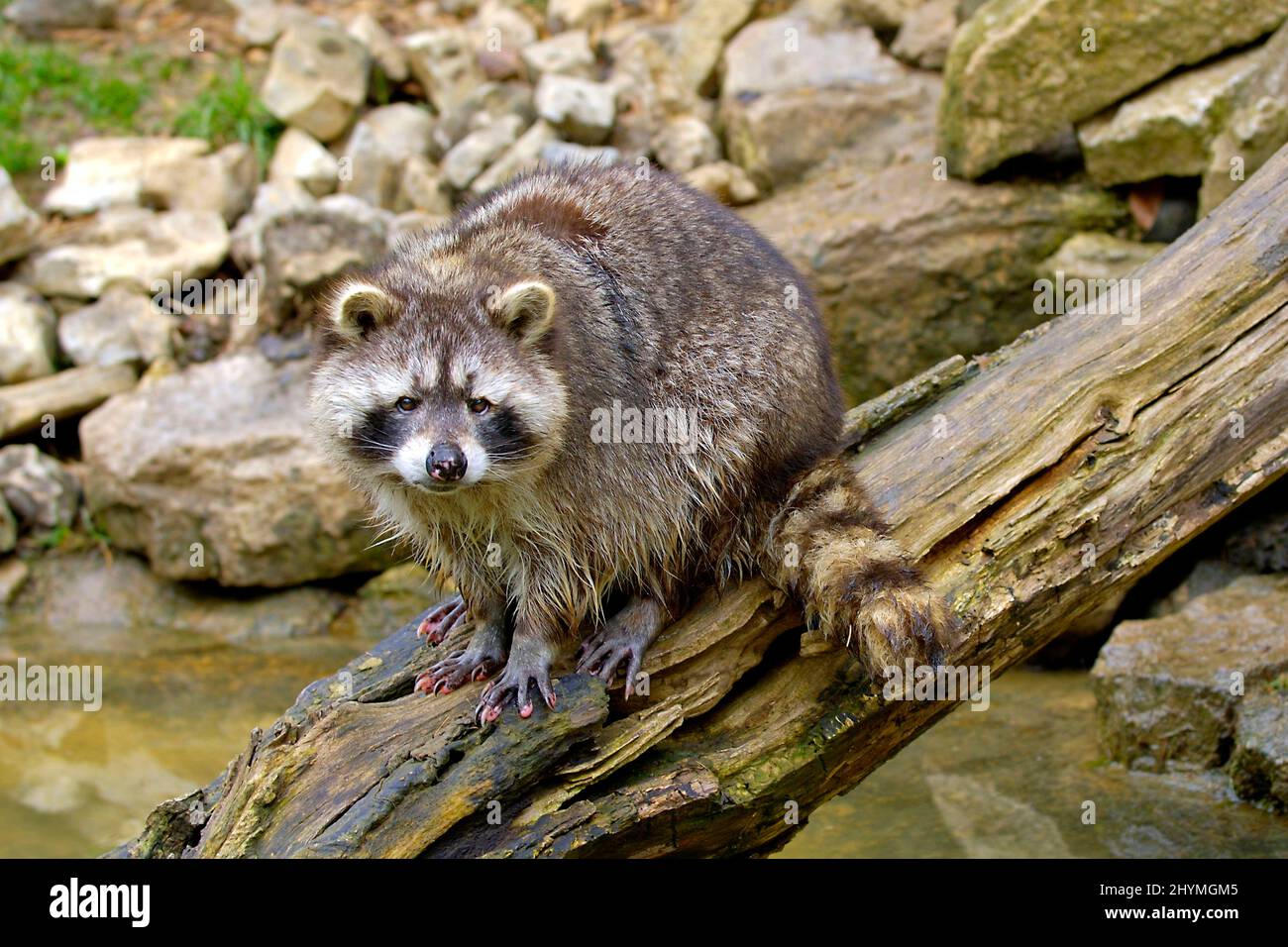 common raccoon (Procyon lotor), on a log at a stretch of water, Germany ...