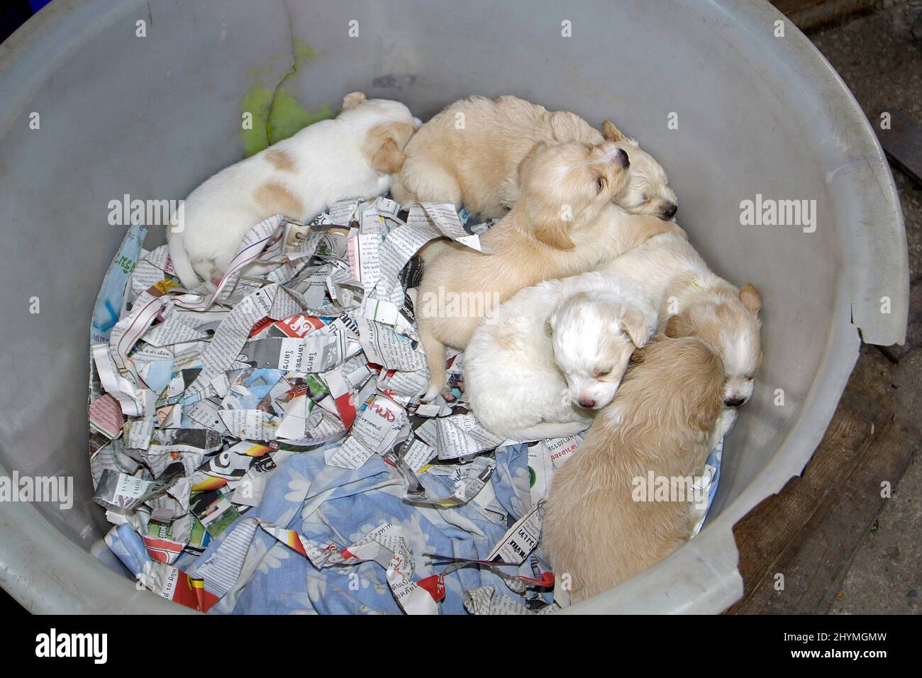 puppies for sale in a broken plastic bowl at Chatuchak Market , Thailand, Bangkok Stock Photo