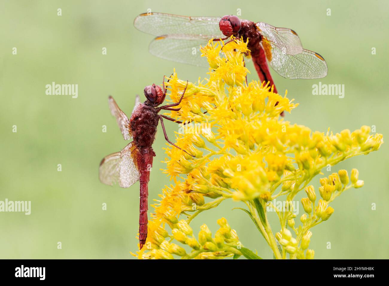 Broad Scarlet, Common Scarlet-darter, Scarlet Darter, Scarlet Dragonfly (Crocothemis erythraea, Croccothemis erythraea), two males wetted with Stock Photo