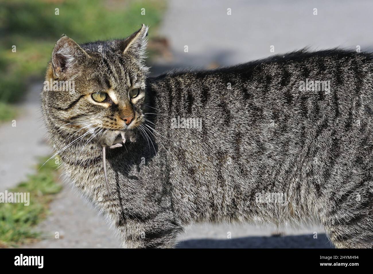 domestic cat, house cat (Felis silvestris f. catus), with caught mouse in its mouth Stock Photo