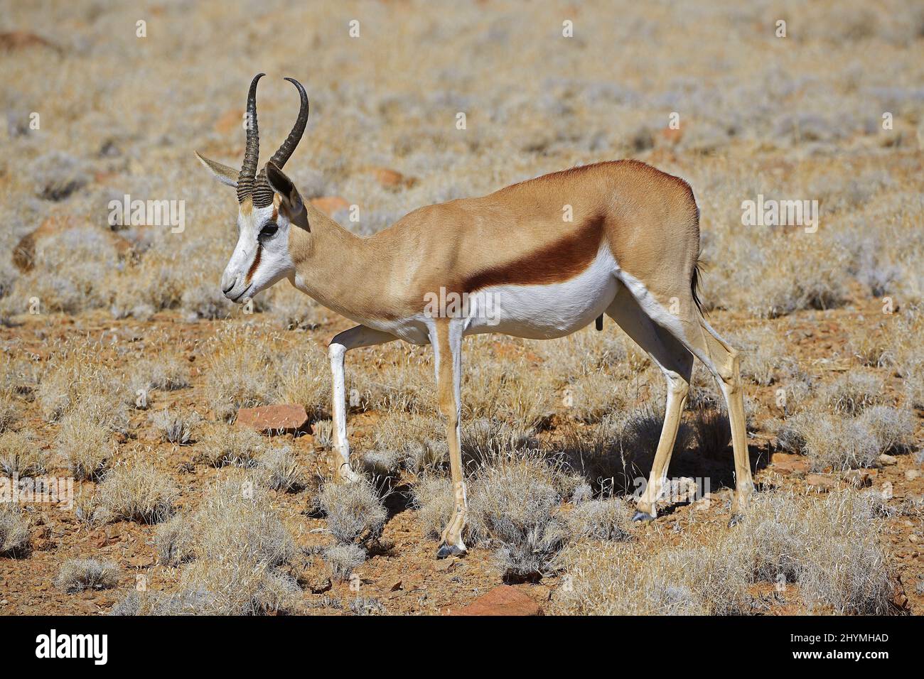 springbuck, springbok (Antidorcas marsupialis), in desert landscape, Namibia, Namib Naukluft National Park, Sossusvlei Stock Photo