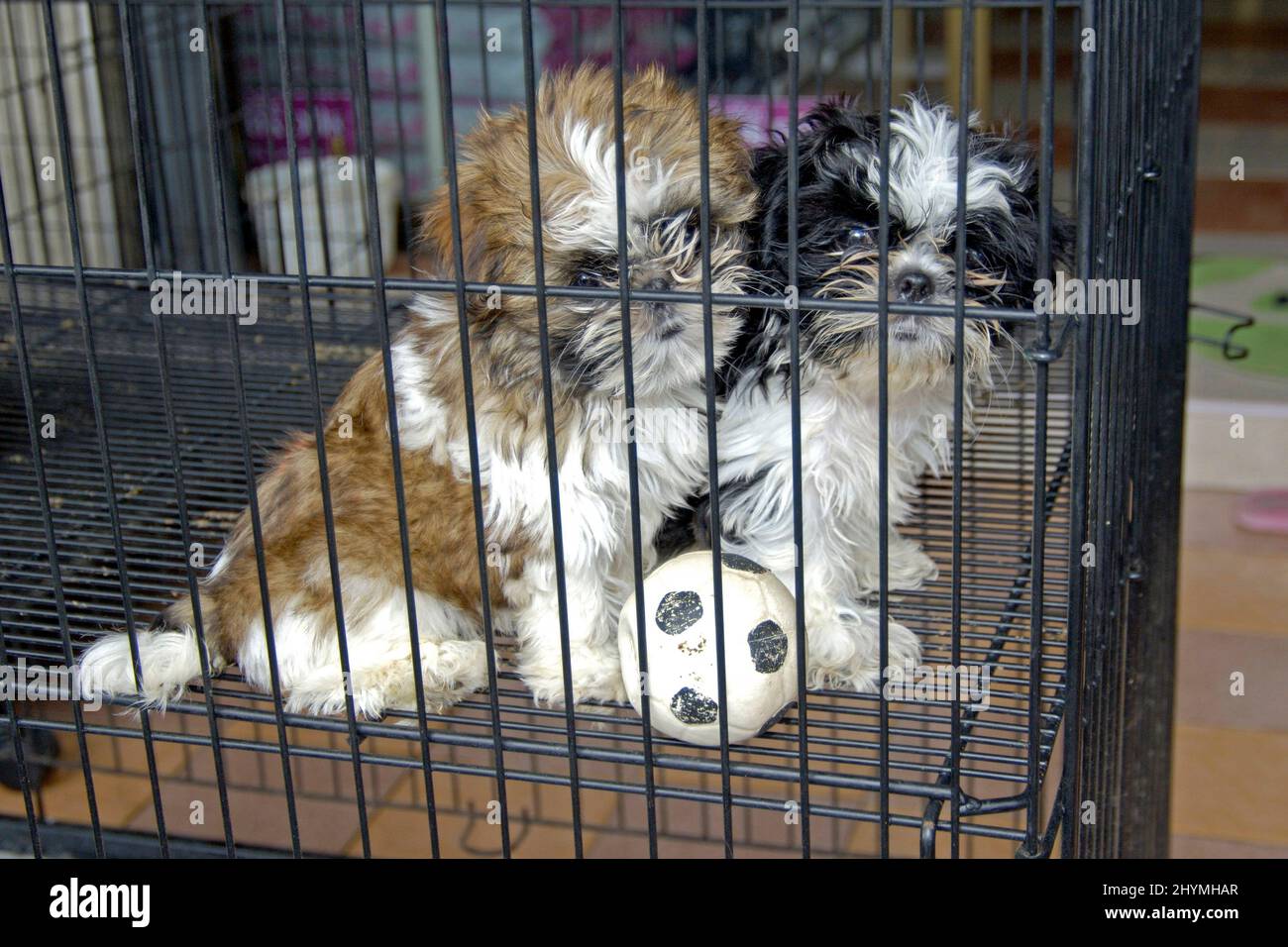 two small dogs for sale in a cage , Thailand, Pat Chong Stock Photo