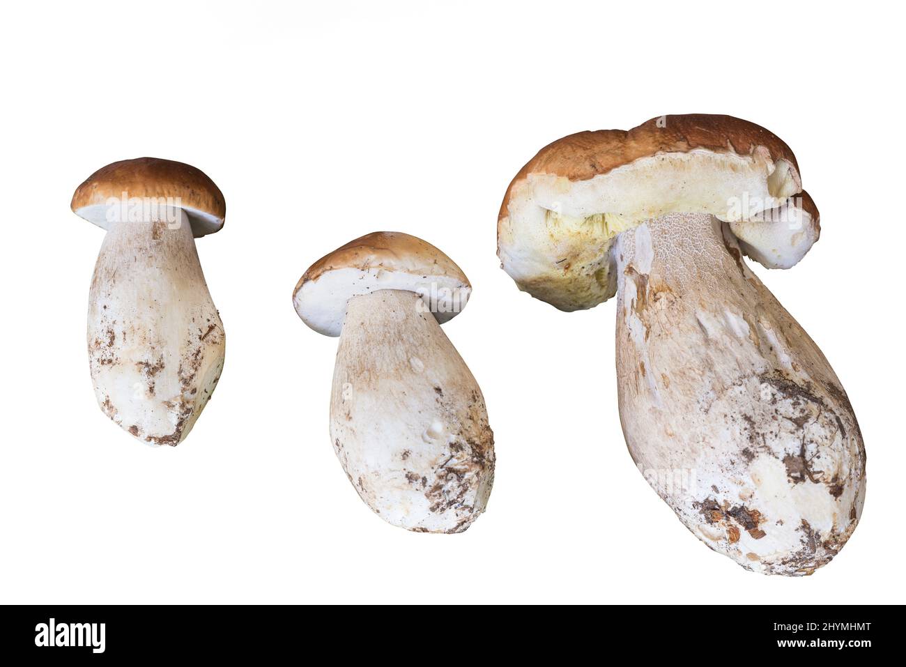 Porcini mushrooms isolated on white background. Three Boletus edulis Stock Photo