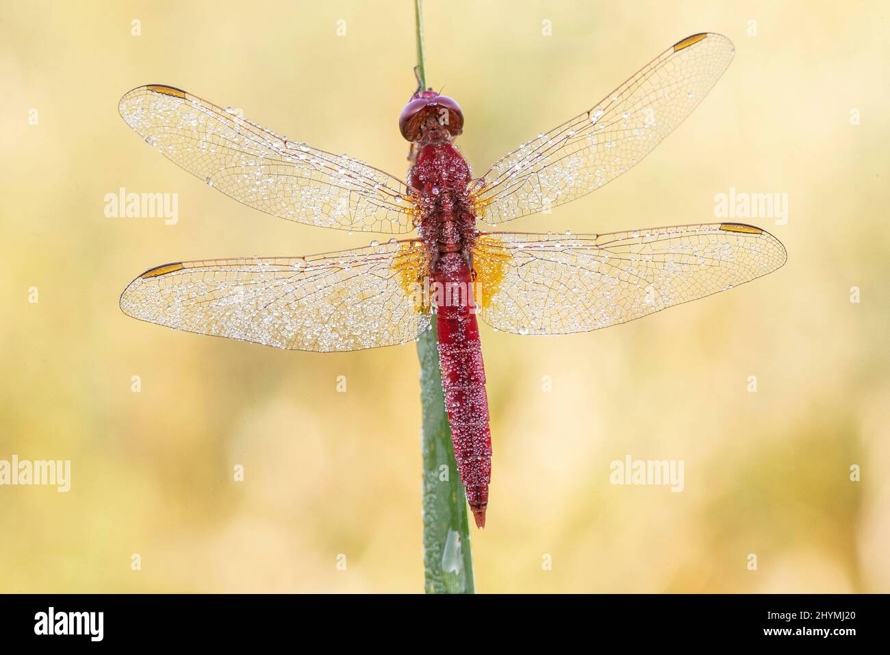 Broad Scarlet, Common Scarlet-darter, Scarlet Darter, Scarlet Dragonfly (Crocothemis erythraea, Croccothemis erythraea), male wetted with morning Stock Photo