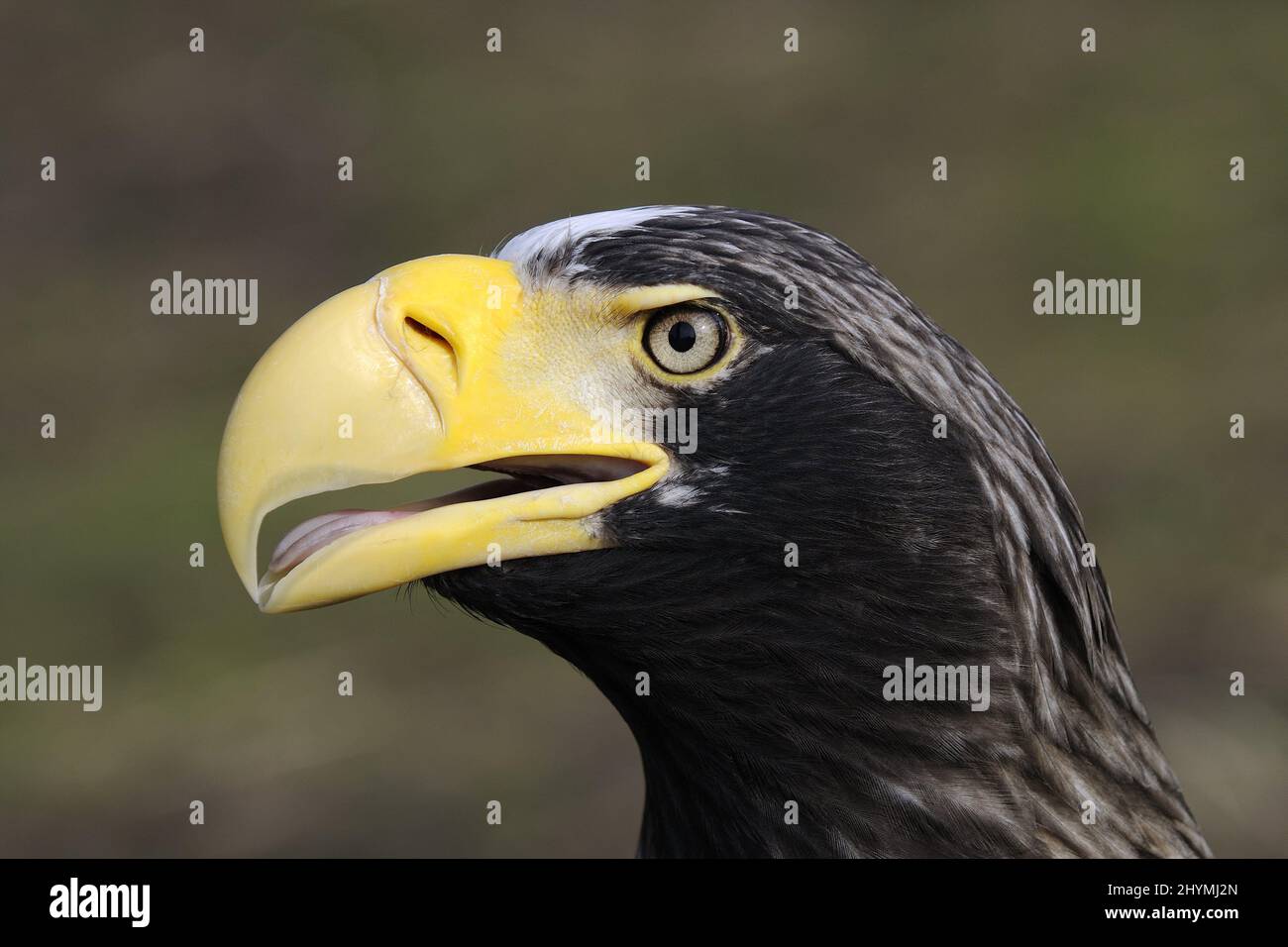 Stellers sea eagle (Haliaeetus pelagicus), portrait Stock Photo