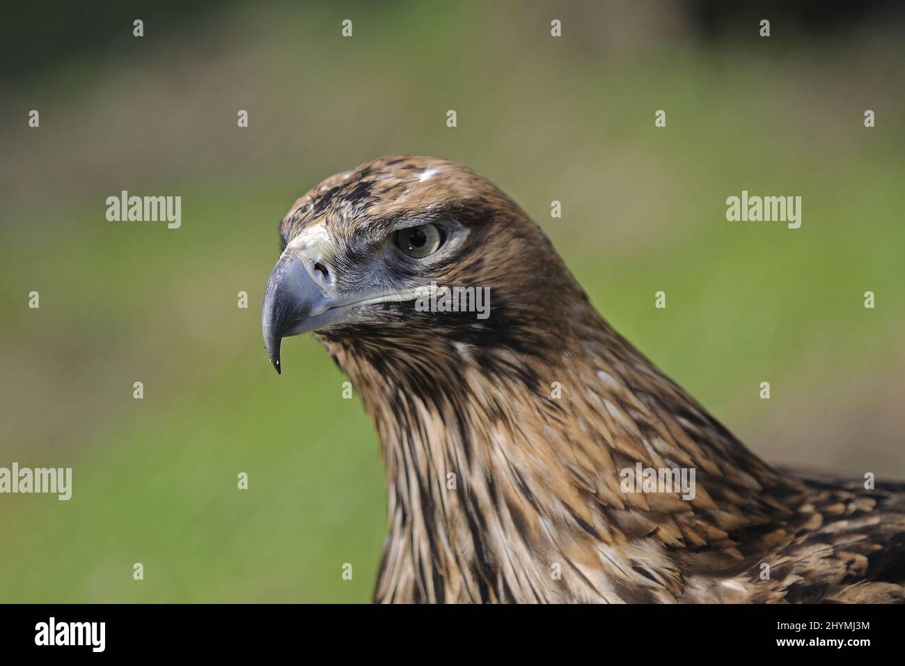 imperial eagle (Aquila heliaca), portrait Stock Photo