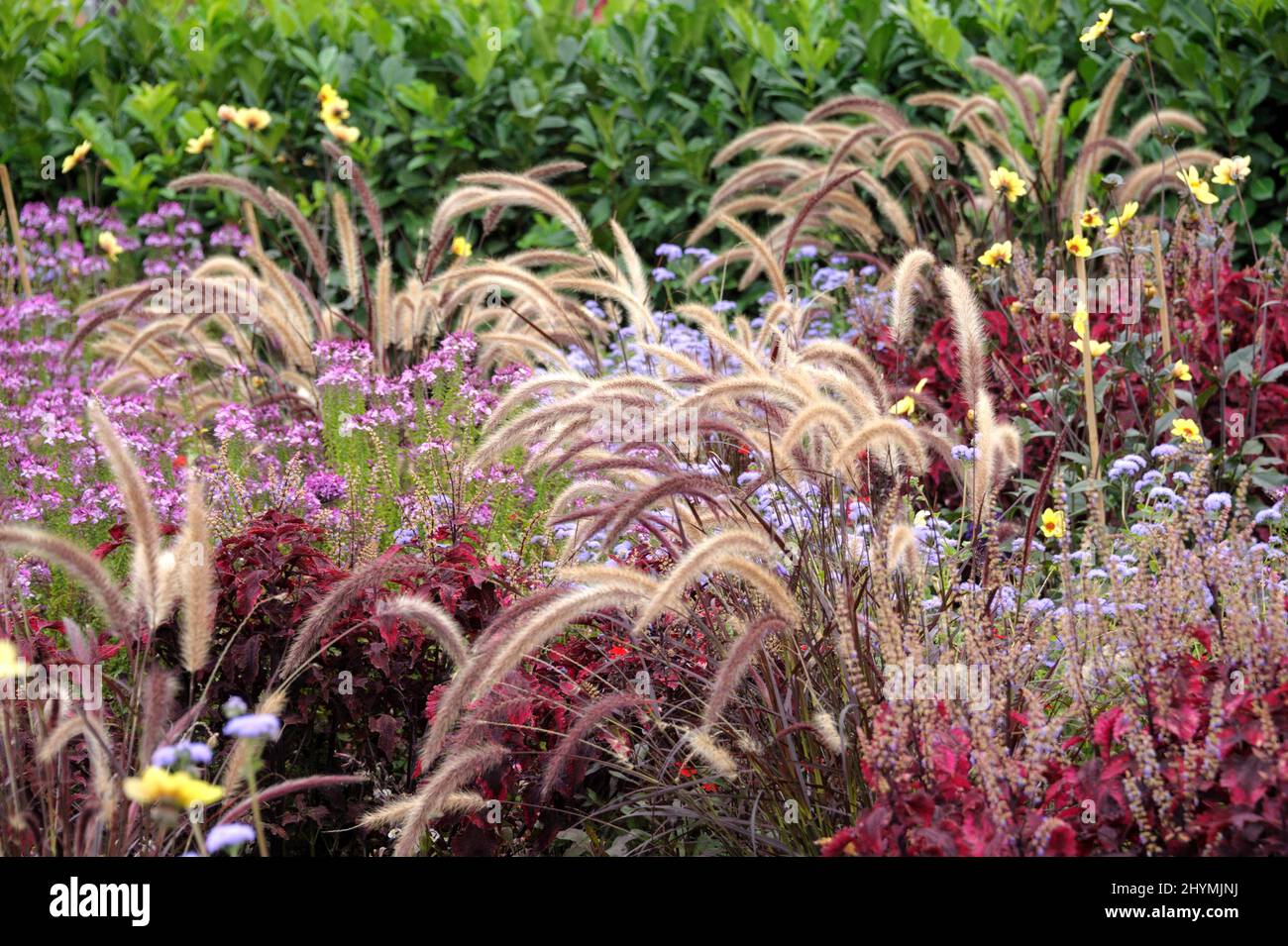 fountain grass, crimson fountaingrass (Pennisetum setaceum 'Rubrum', Pennisetum setaceum Rubrum), cultivar Rubrum, Europe Stock Photo