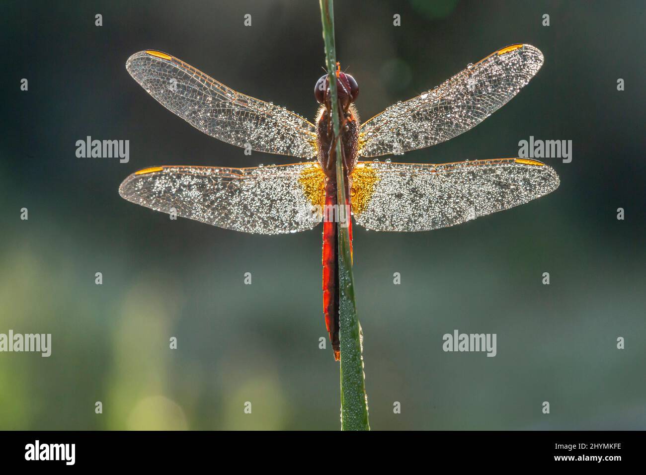 Broad Scarlet, Common Scarlet-darter, Scarlet Darter, Scarlet Dragonfly (Crocothemis erythraea, Croccothemis erythraea), male wetted with morning dew Stock Photo