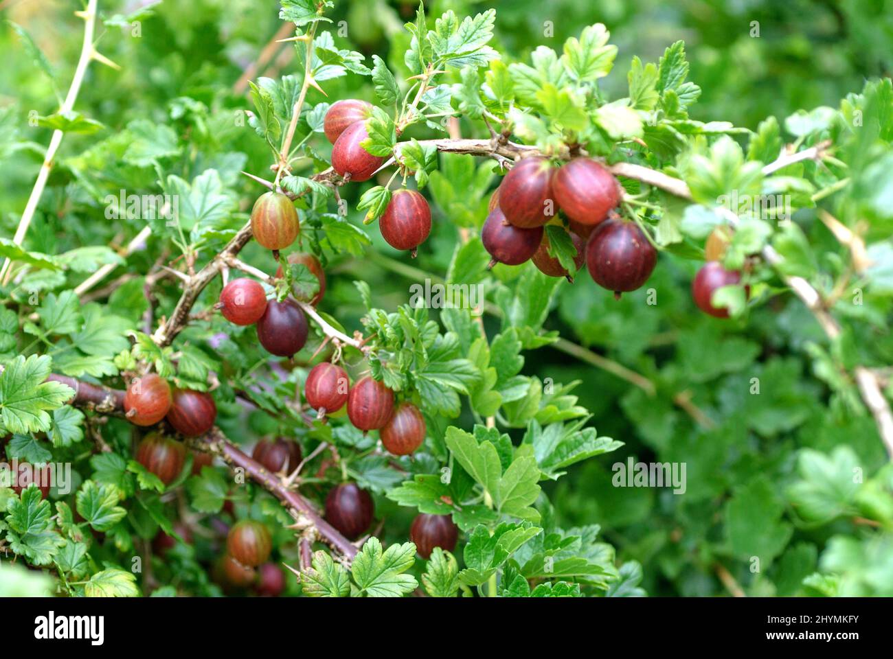 wild gooseberry, European gooseberry (Ribes uva-crispa 'Remarka', Ribes uva-crispa Remarka), gooseberries on a branch, cultivar Remarka Stock Photo