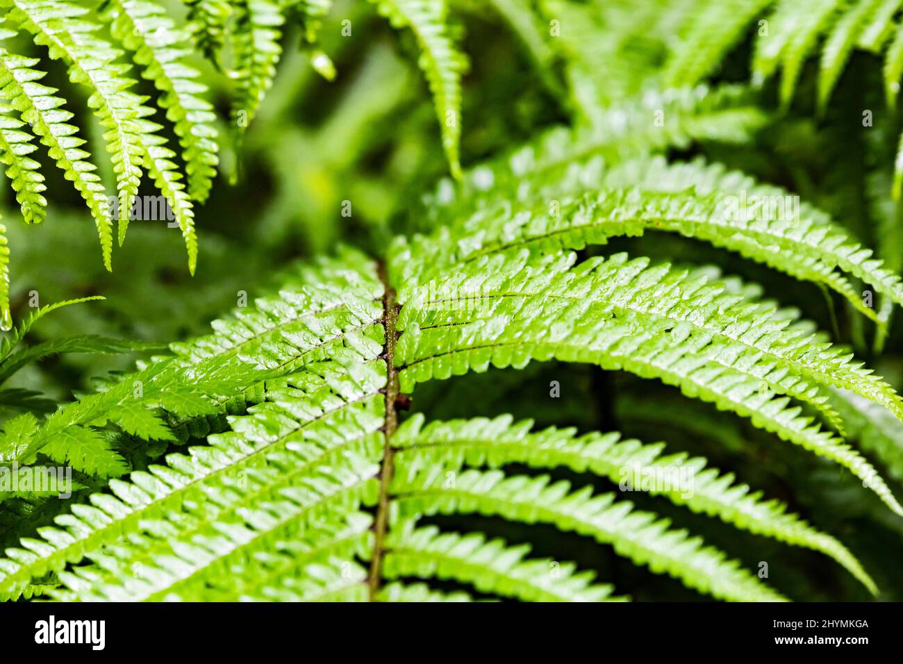 , fern leafs, France, Pyrenees Stock Photo