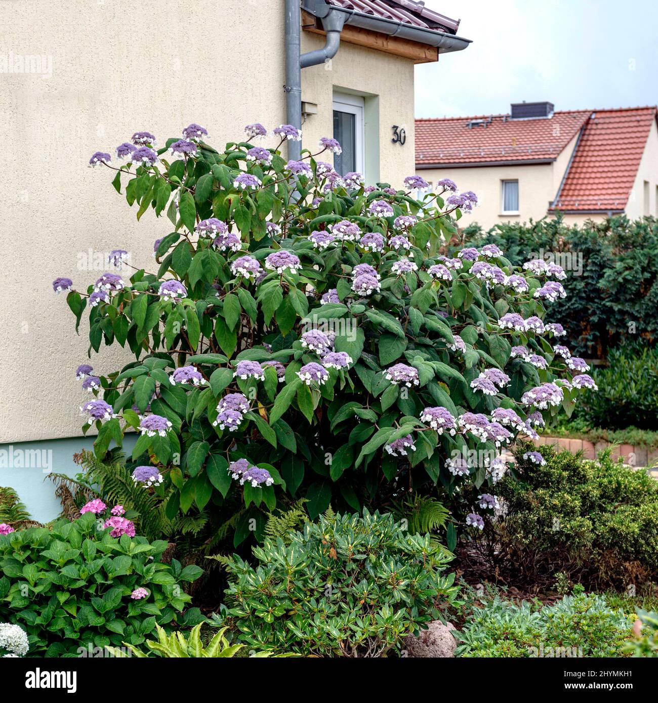 bigleaf hydrangea (Hydrangea sargentiana, Hydrangea aspera subsp. sargentiana), blooming in a garden, Germany Stock Photo