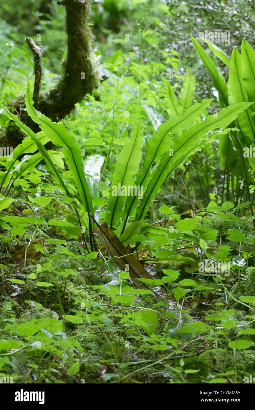 hart's tongue, European harts-tongue fern (Asplenium scolopendrium, Phyllitis scolopendrium), fronds, Pyrenees, Gorges de Kakuetta Stock Photo
