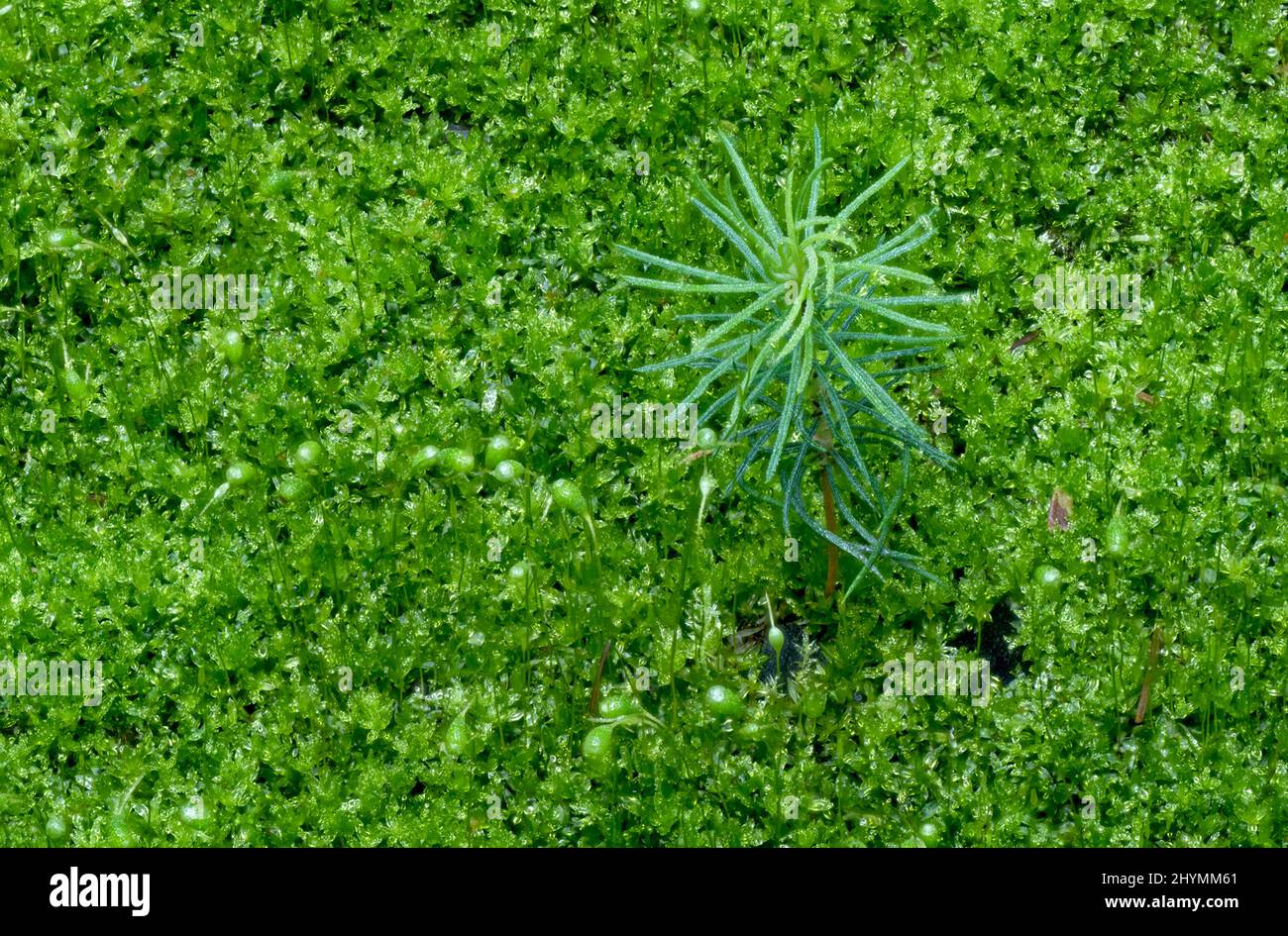 bonfire moss, common cord-moss (Funaria hygrometrica), amidst other moss, Germany, Bavaria Stock Photo