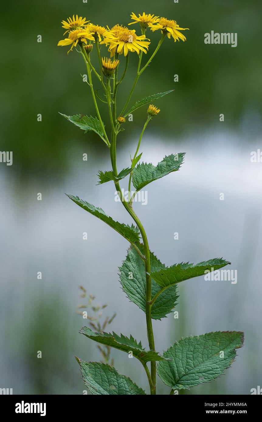 Alpine Ragwort (Senecio alpinus, Senecio cordatus), blooming, Austria ...