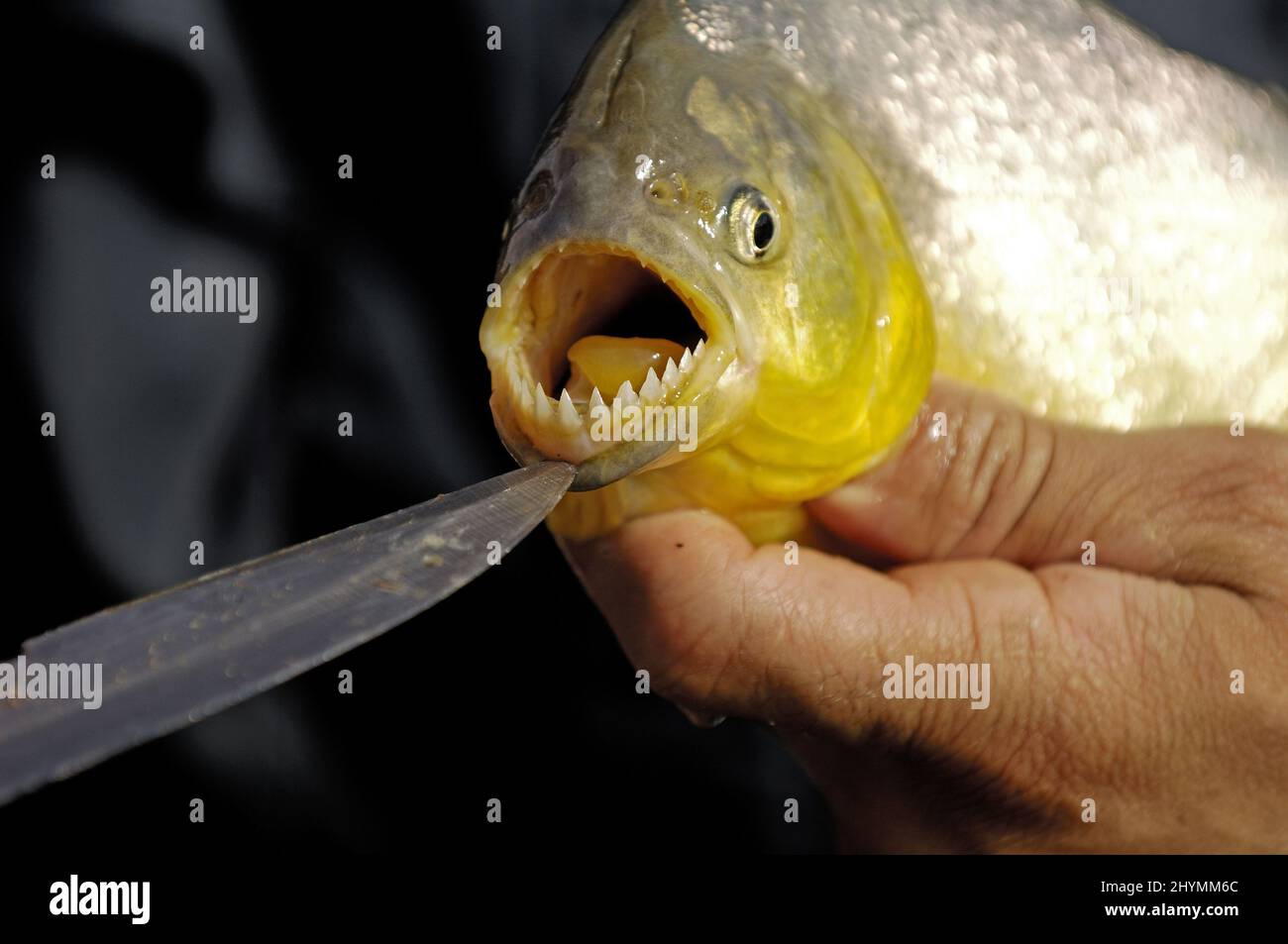 piranha (Serrasalmus piraya), open mouth with very sharp teeth , Brazil Stock Photo