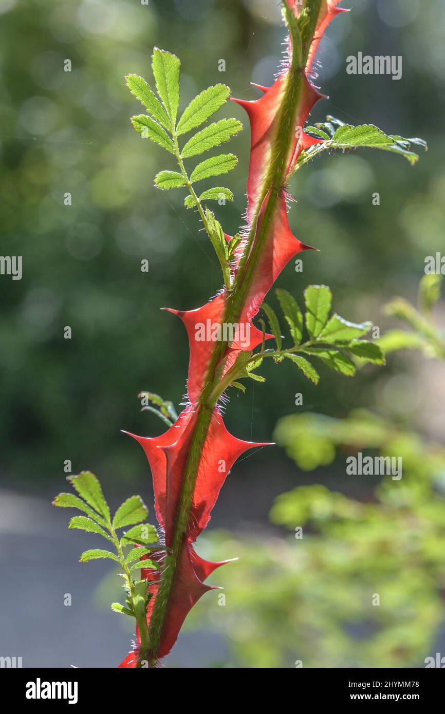 large thorned rose (Rosa omeiensis f. pteracantha), branch with spines, United Kingdom, England Stock Photo