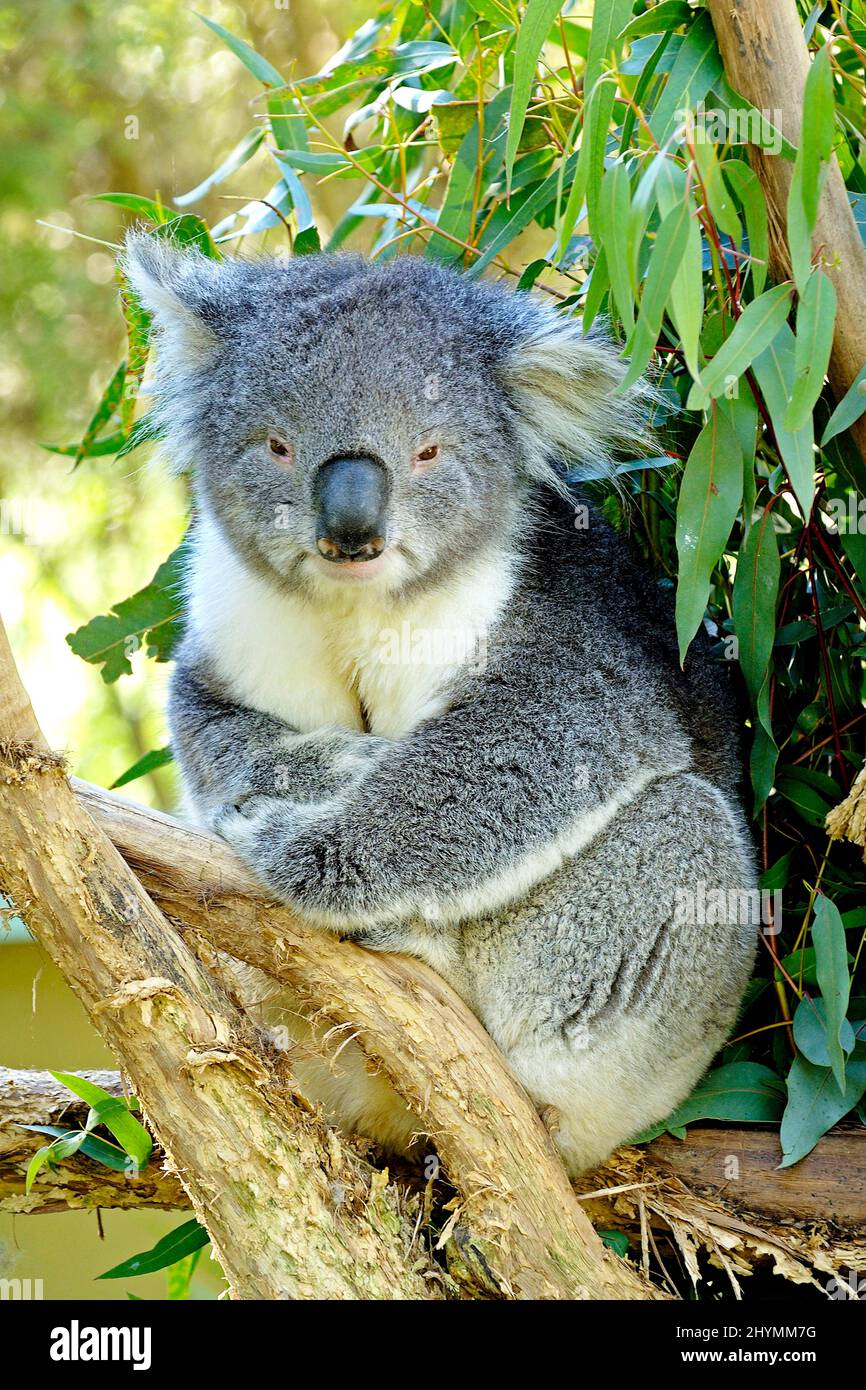 koala, koala bear (Phascolarctos cinereus), rests on an eucalyptus tree, Australia, Victoria, Kangaroo Island Stock Photo