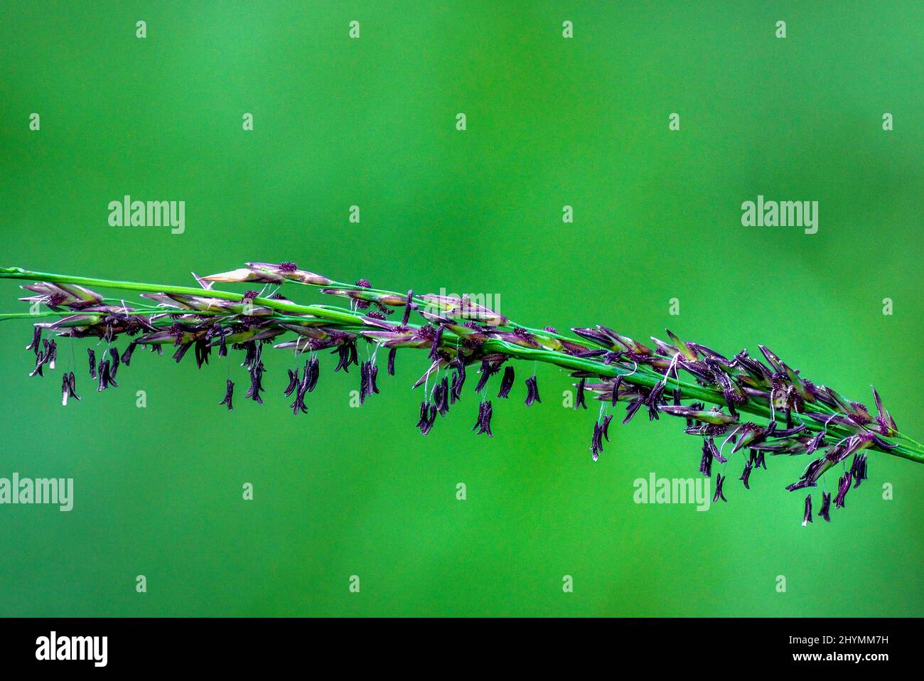 purple moor-grass (Molinia caerulea), inflorescence, Germany, Bavaria Stock Photo
